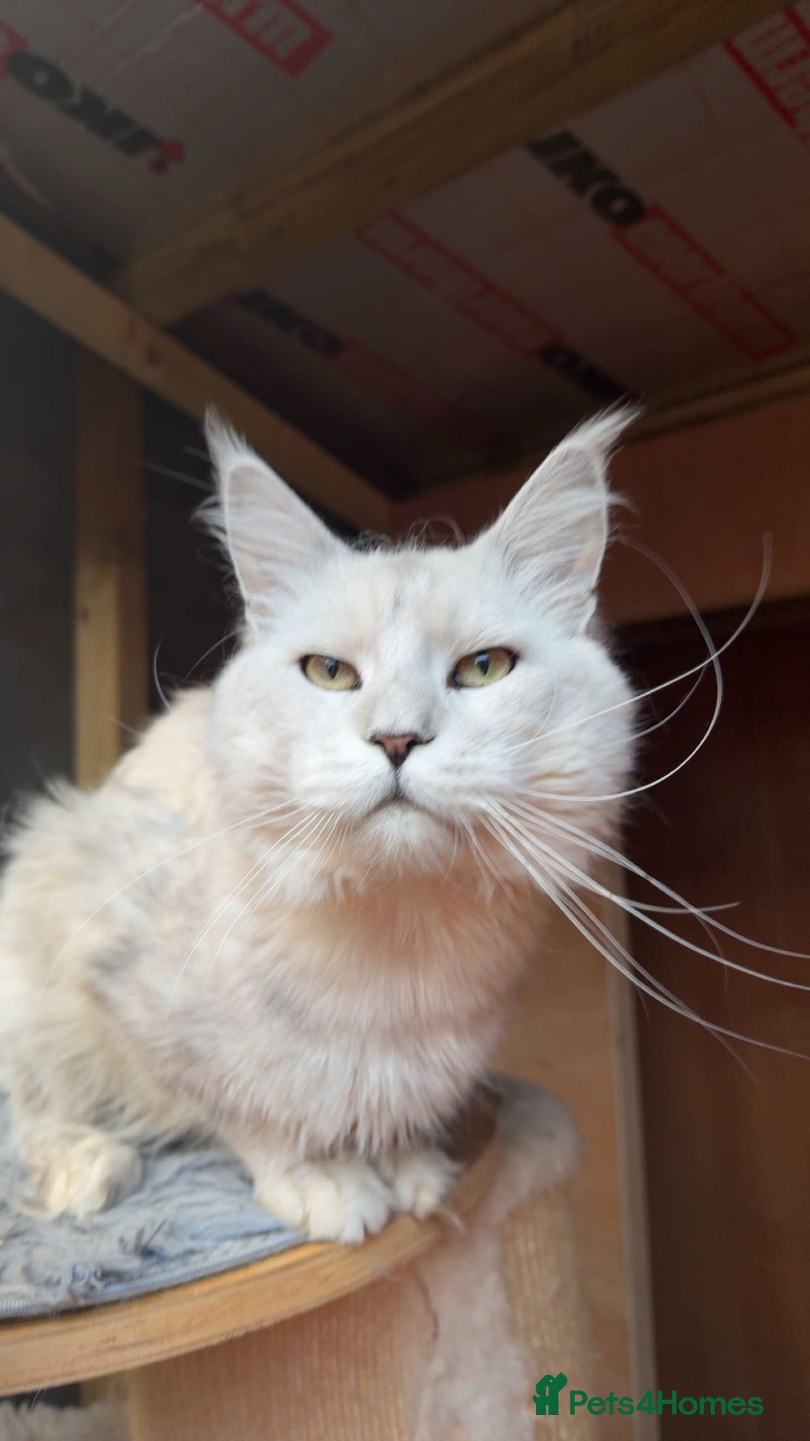 Maine Coon cats TICA Russian black silver shaded for stud  - Advert 7