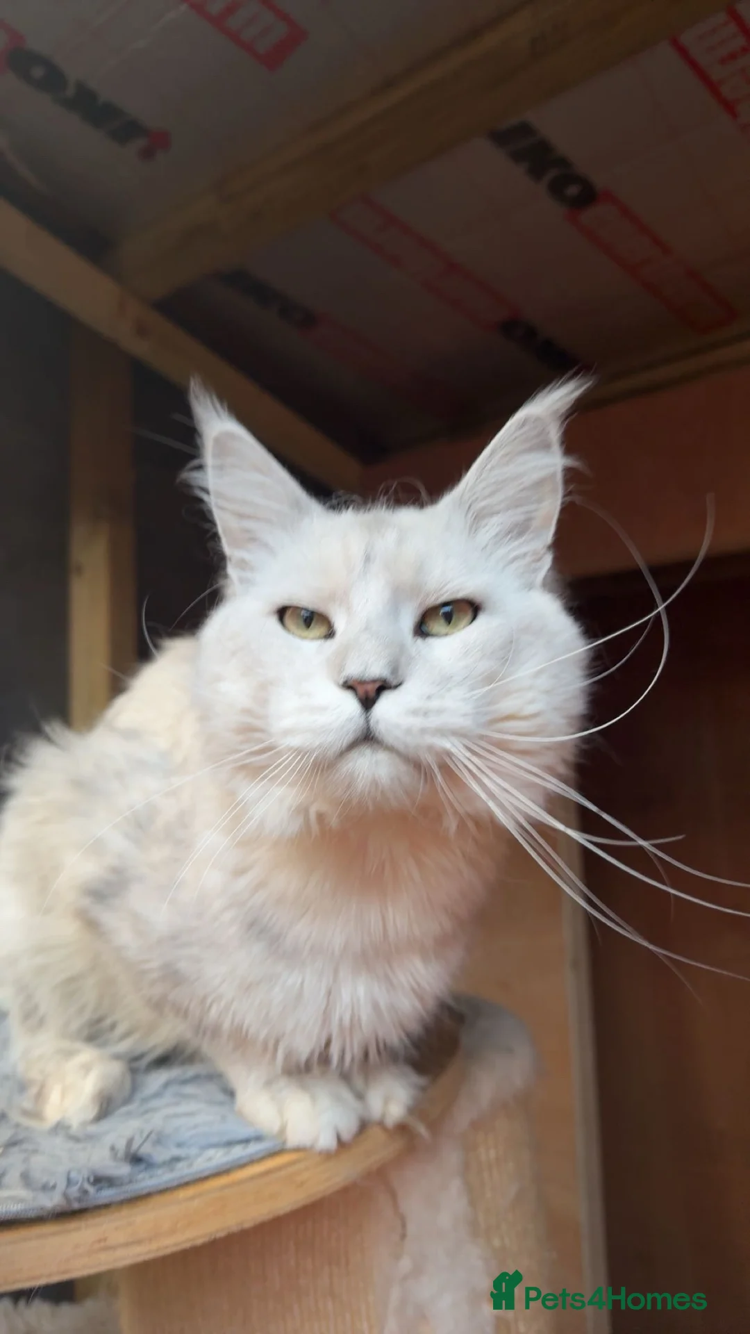 Maine Coon cats for stud: TICA Russian black silver shaded for stud  - Advert 1