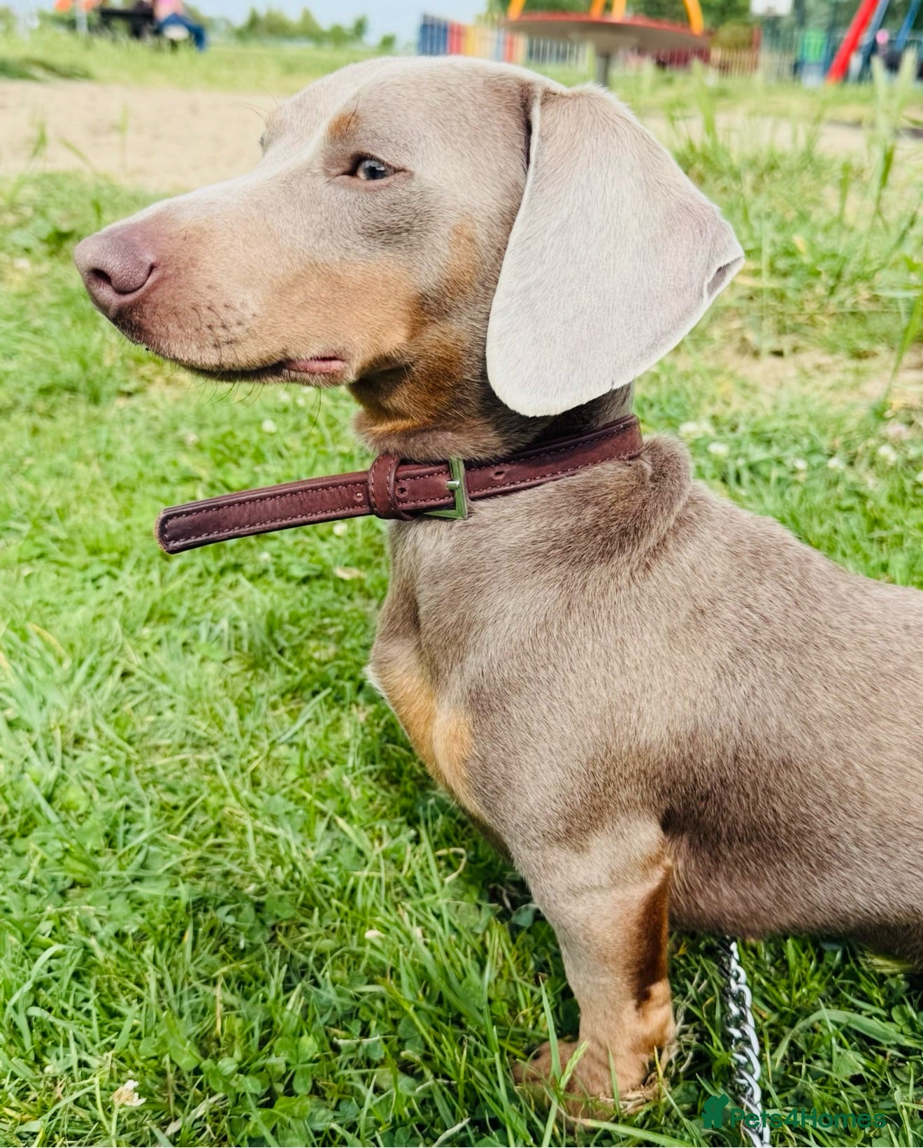 Miniature Dachshund dogs Miniature Dachshund looking for home - Advert 5