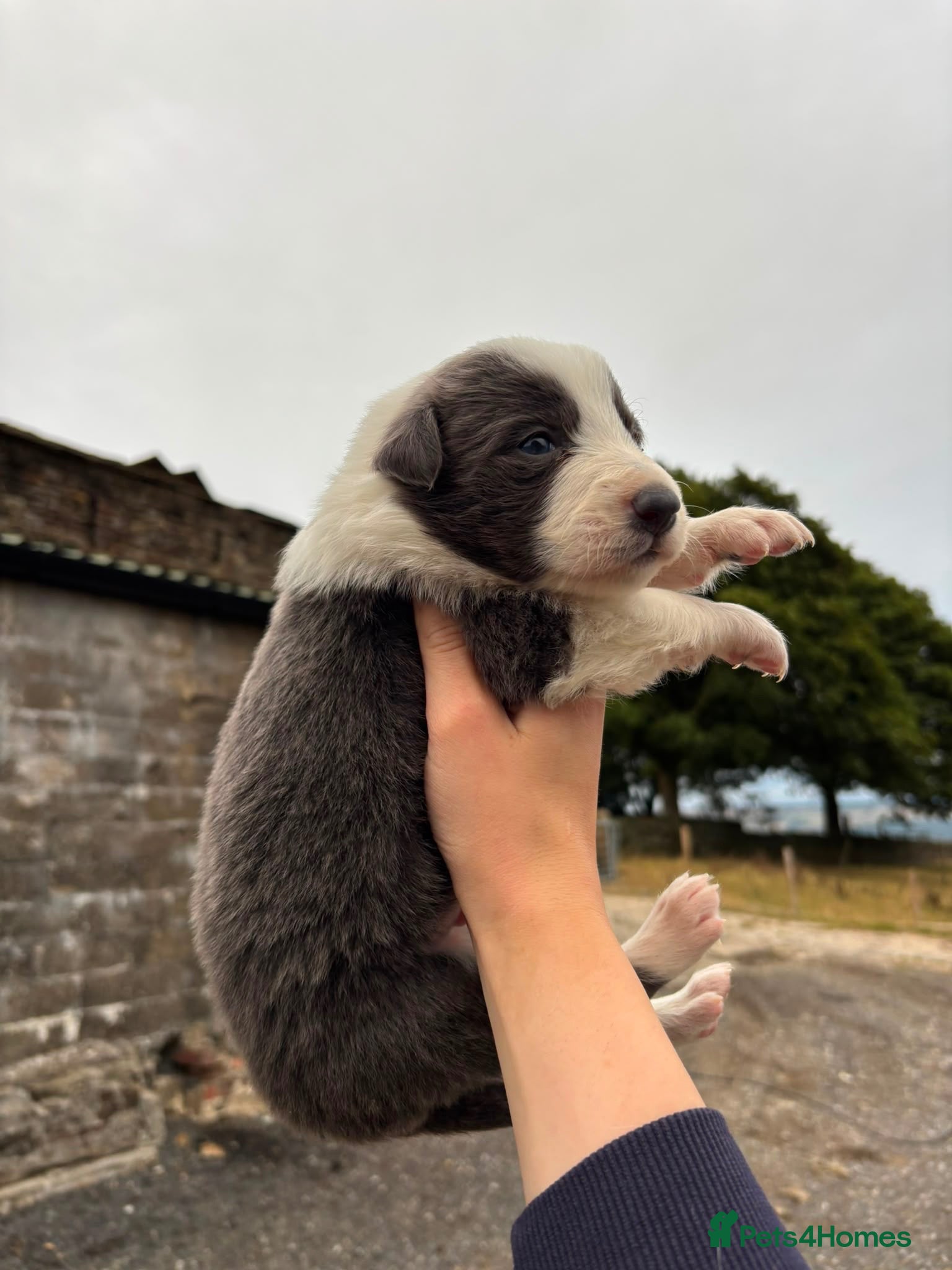 Border Collie dogs Stunning blue & white / black & white pups - Advert 1