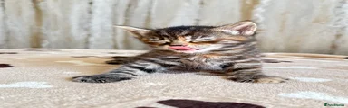 Kitten mix colours 