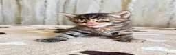 Mixed Breed cats for sale: Bengal/ tabby mixed kittens - Advert 28