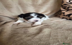 Biewer Terrier dogs for sale: Biewer Yorkshire Terrier  - Image 8