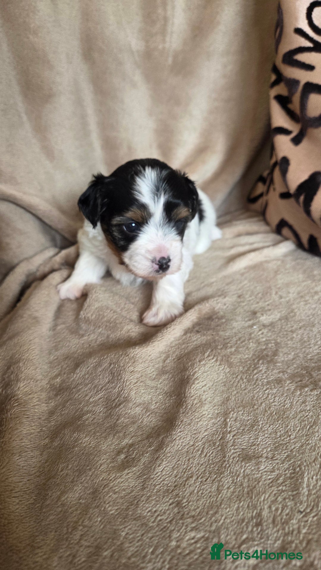 Biewer Terrier dogs for sale: Biewer Yorkshire Terrier  - Image 8