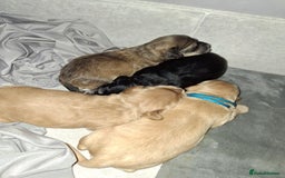 Cockapoo dogs for sale: F1 Cockerpoo puppies - Image 3