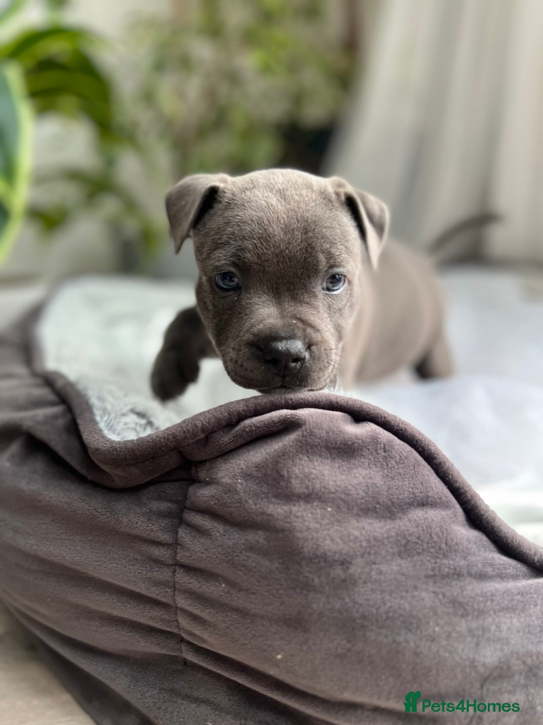 Staffordshire Bull Terrier dogs for sale: 🔷 Pharaon Champion Line Pups 🔷 in Wolverhampton - Image 12