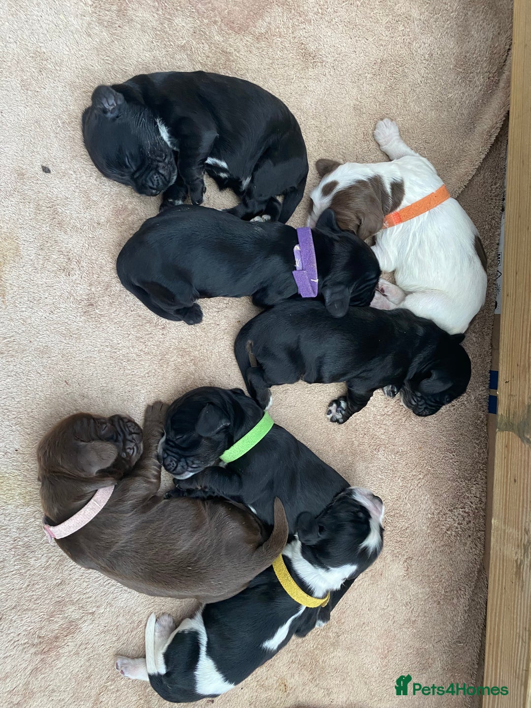 Cocker Spaniel dogs for sale: Cocker spaniels  - Advert 2