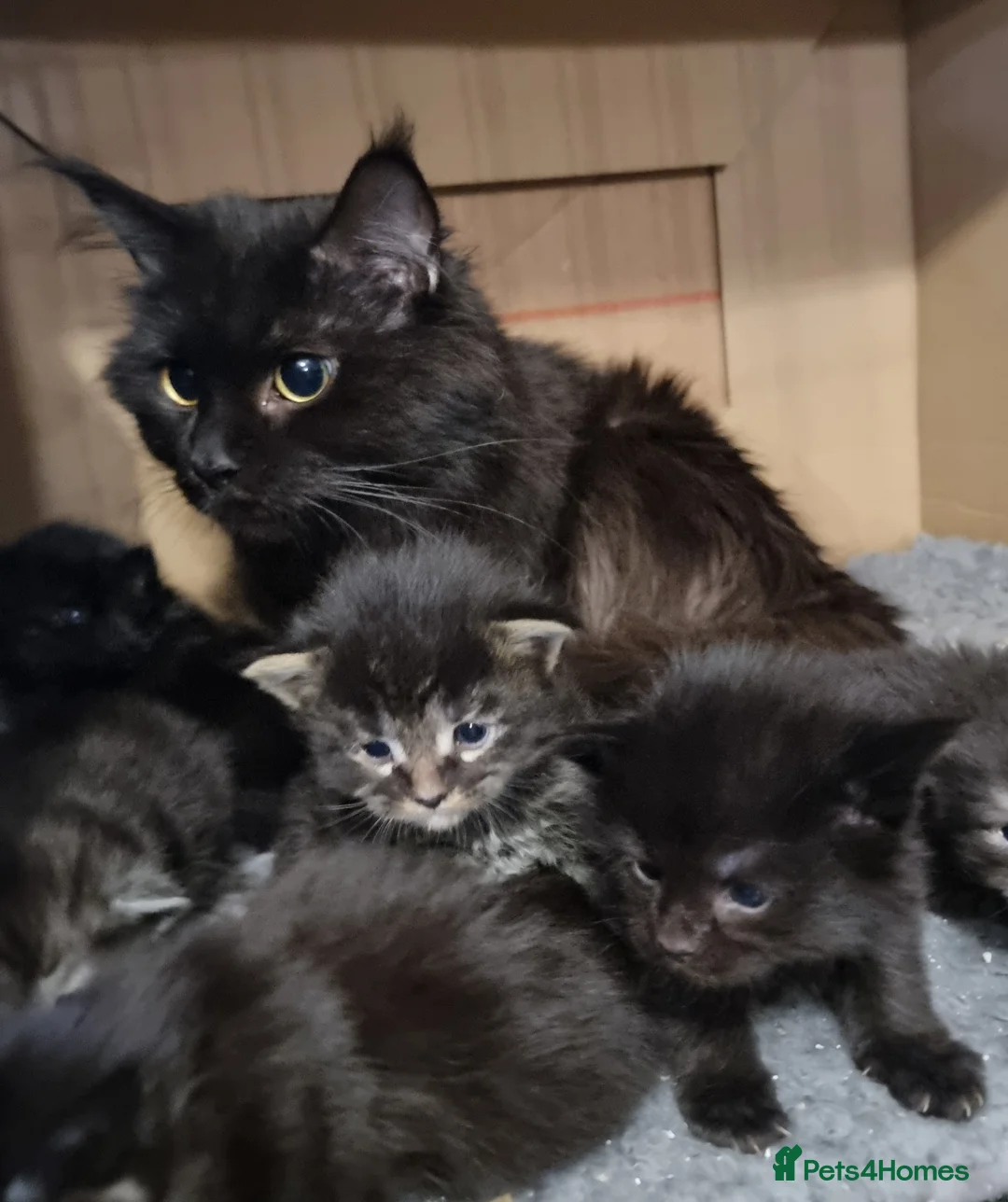 Maine Coon cats for sale: Pedigree GCCF registered Maine Coon Kittens  - Advert 3