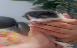 Mixed Breed cats for sale: Maximum  - Image 14