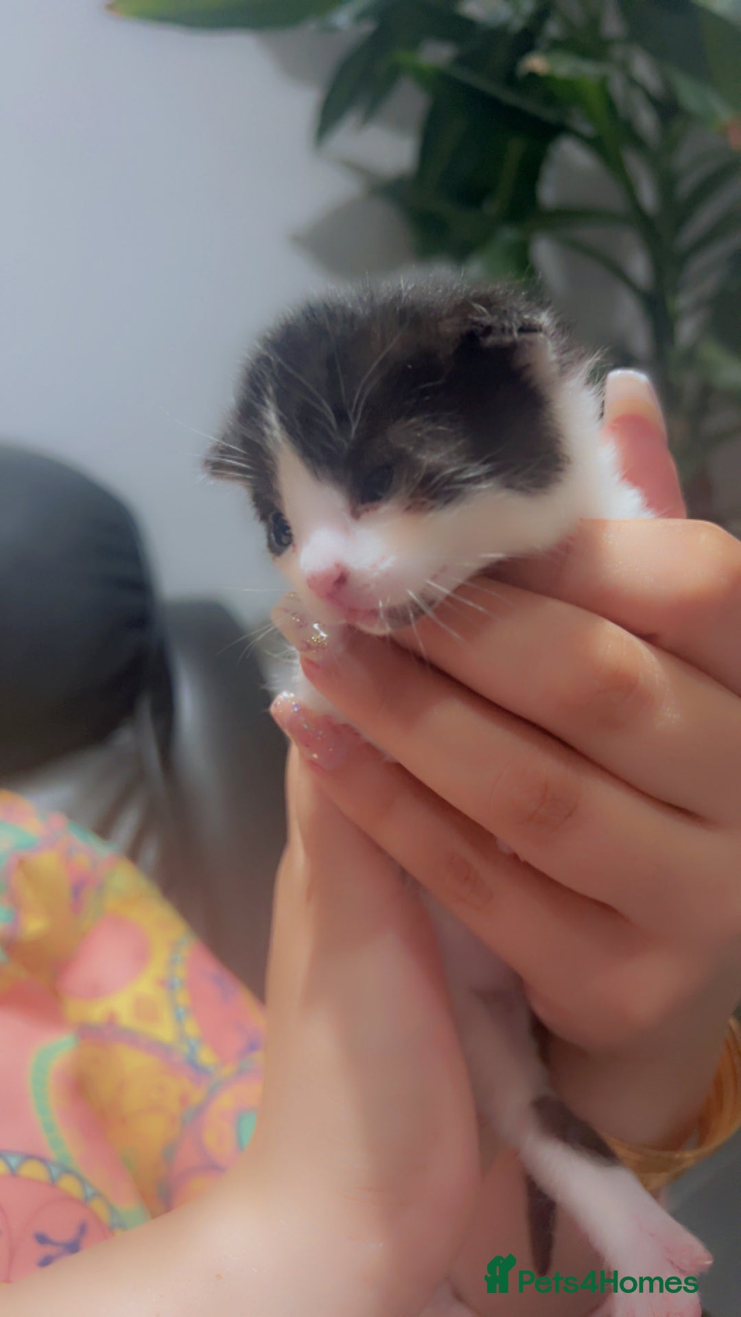 Mixed Breed cats for sale: Maximum  - Image 14