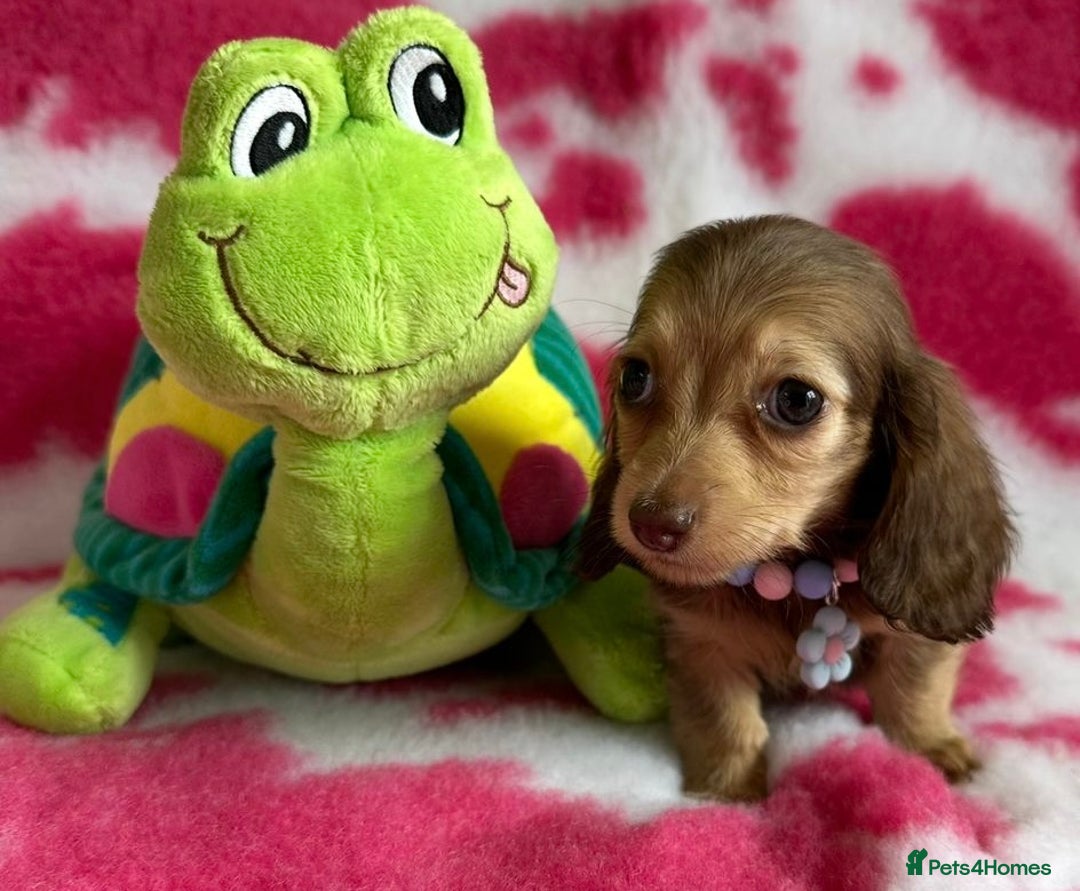 Miniature Dachshund dogs for sale: Beautiful mini long haired pups available  - Image 13