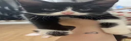 Mixed Breed cats for sale: Black and white tuxedos kittens  - Advert 3