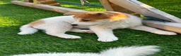 Japanese Shiba Inu dogs for sale: Japanese shiba inu puppies  - Advert 4