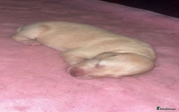 Saluki dogs for sale: Saluki greyhound  - Image 3