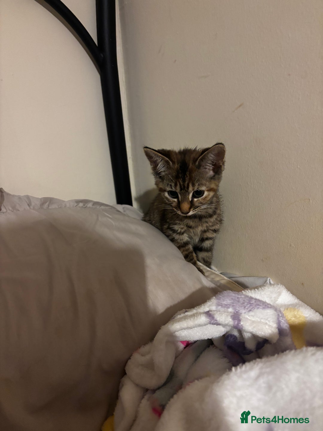 Mixed Breed cats for sale: Moggy kitten for sale  - Image 3