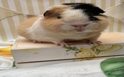 Guinea Pig rodents for sale: Teddy guinea pigs  - Image 12