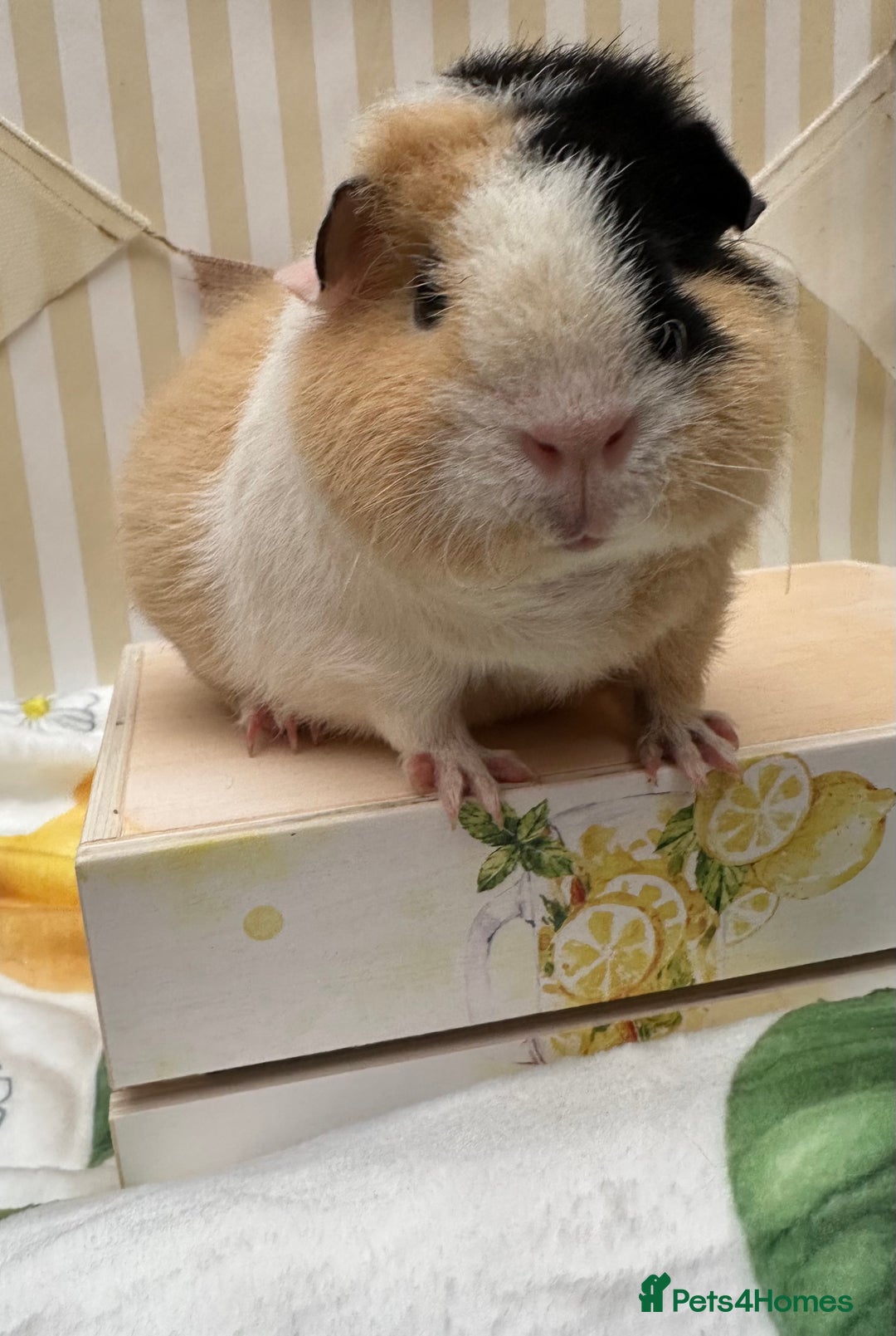 Guinea Pig rodents for sale: Teddy guinea pigs  - Image 12