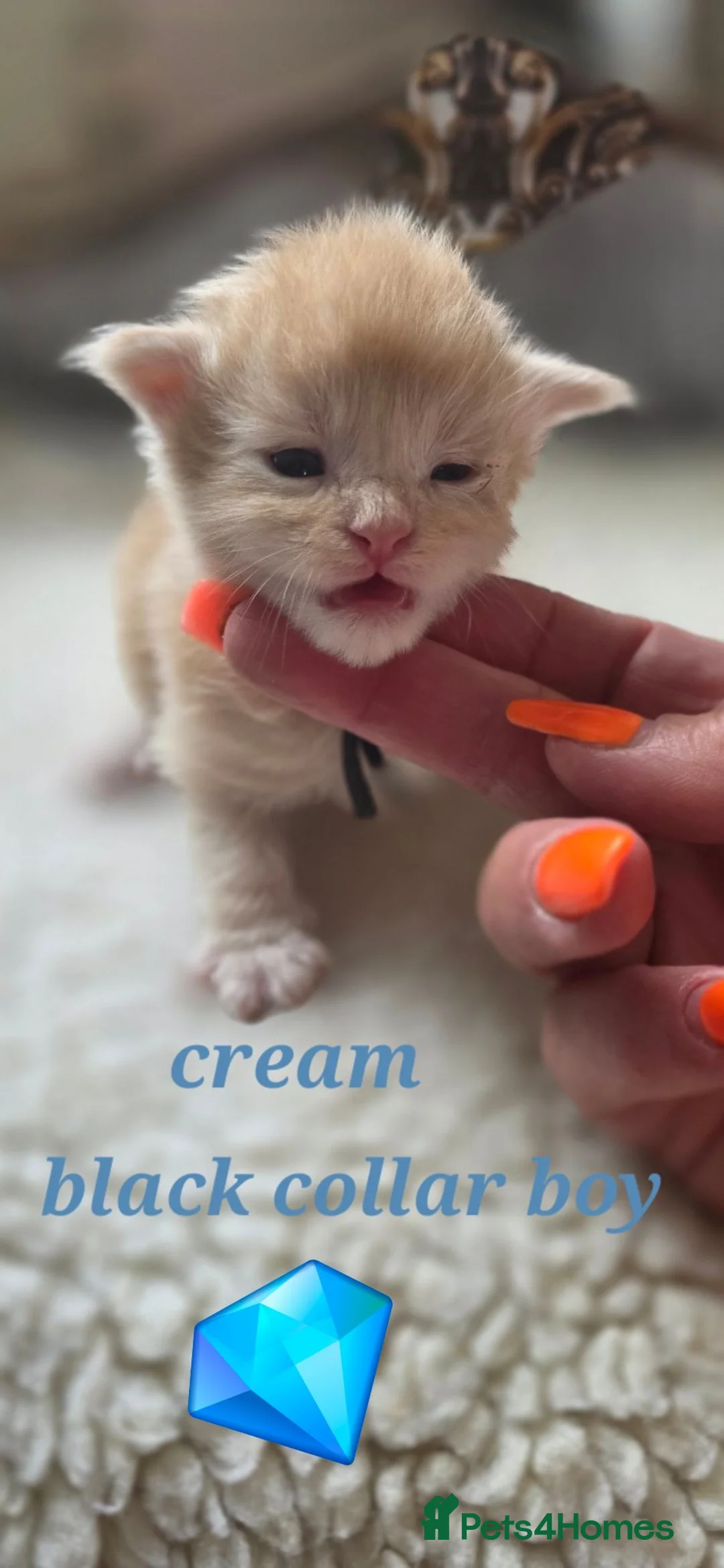 Maine Coon cats for sale: Stunning maincoon litter  - Advert 19