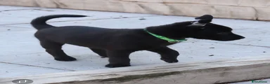 Mexican Hairless 1