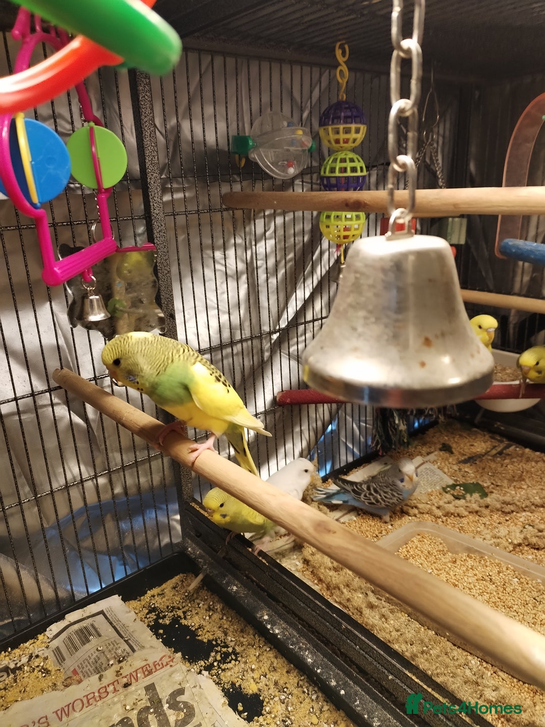 Budgerigars birds for sale: Beautiful baby budgies  - Advert 3