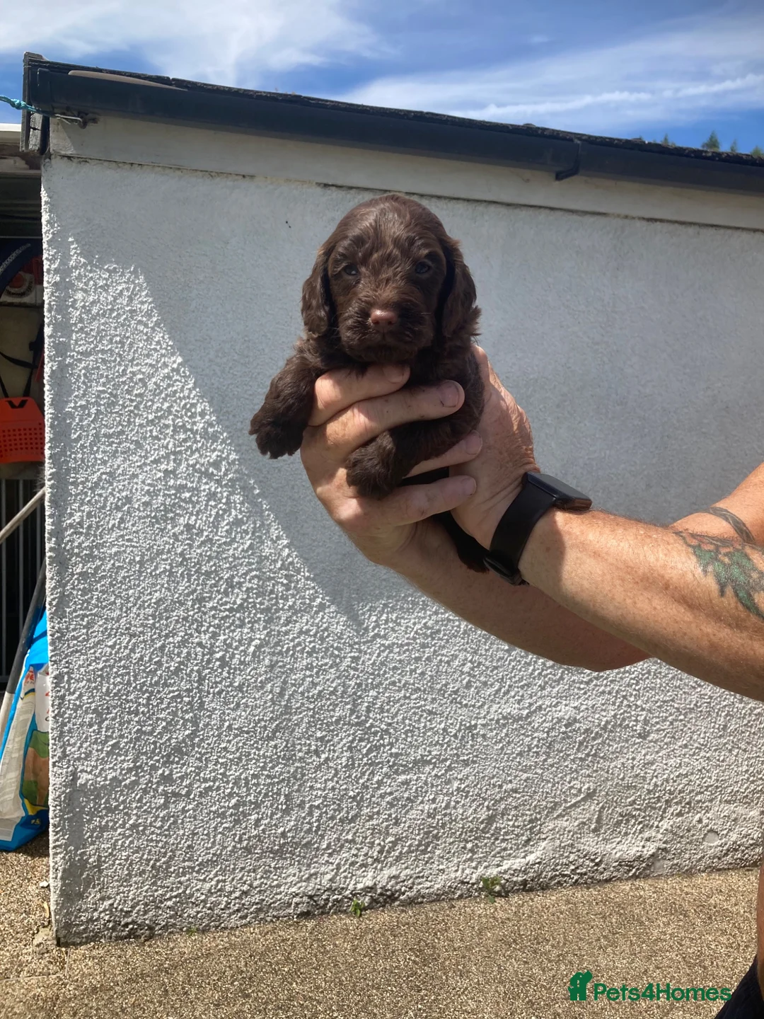 Cockapoo dogs for sale: F1 Cockapoos in Caerphilly - Advert 2