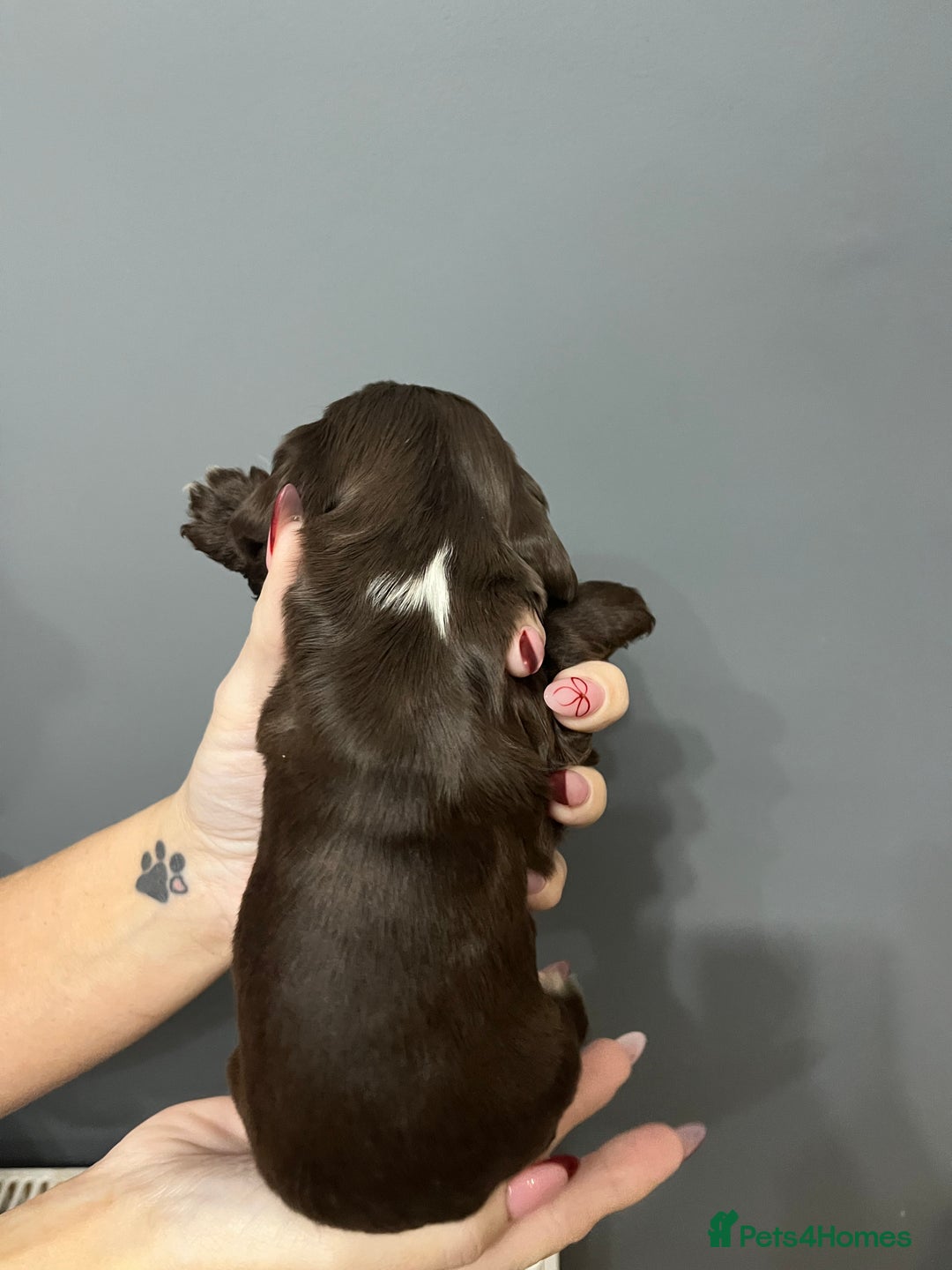 Cocker Spaniel dogs for sale: KC REG SHOW COCKER SPANIEL PUPS - Advert 7