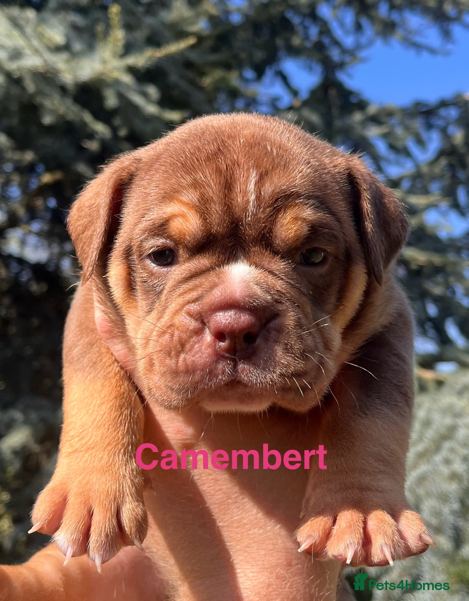 Olde English Bulldogge dogs RAINBOW OLD ENGLISH LITTER !!! - Advert 2