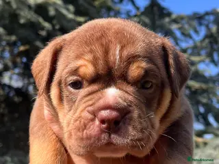 Olde English Bulldogge dogs RAINBOW OLD ENGLISH LITTER !!! - Advert 2