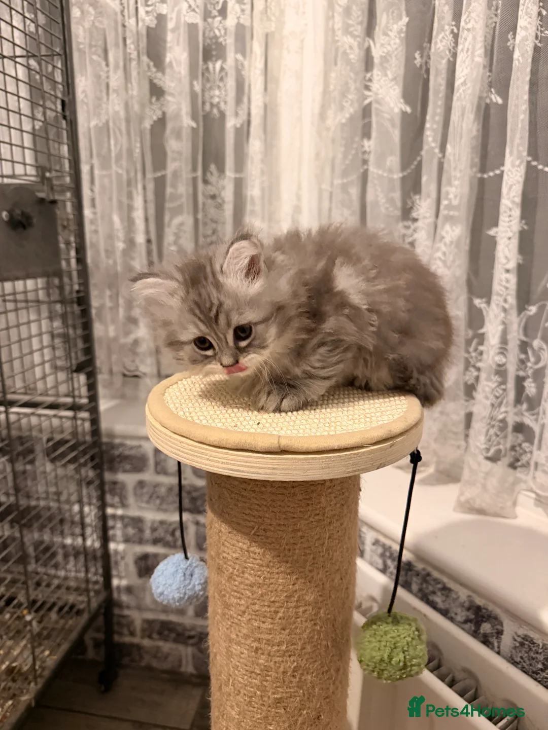 Persian cats for sale: Ready soon, 5 persian X kittens - Advert 15