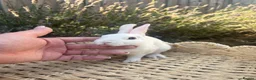 Rex rabbits for sale: Stunning mini Rex READY NOW 🫶🏻 - Advert 6