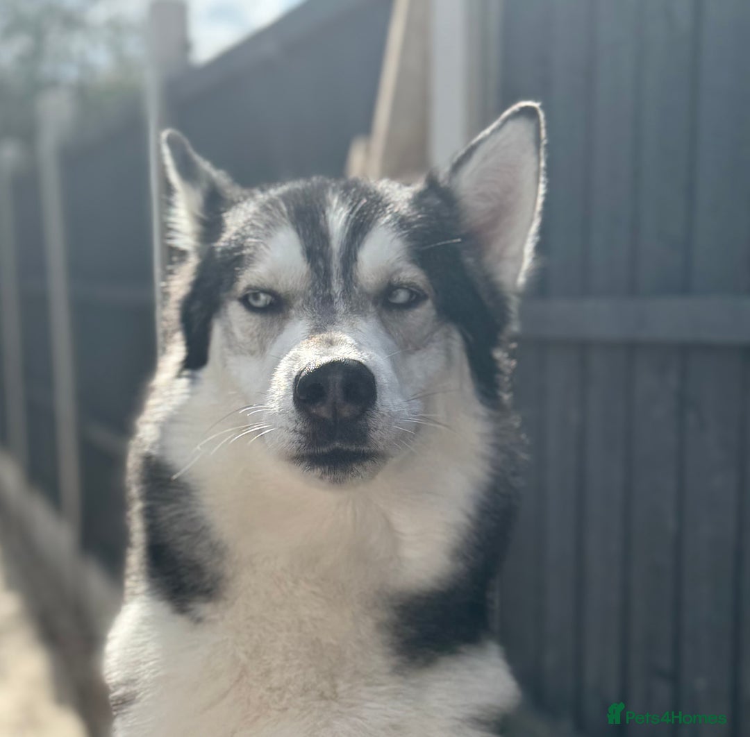 Siberian Husky dogs for sale: KC REGISTERED SIBERIAN HUSKYS MOM/DAD CAN BE SEEN - Advert 5