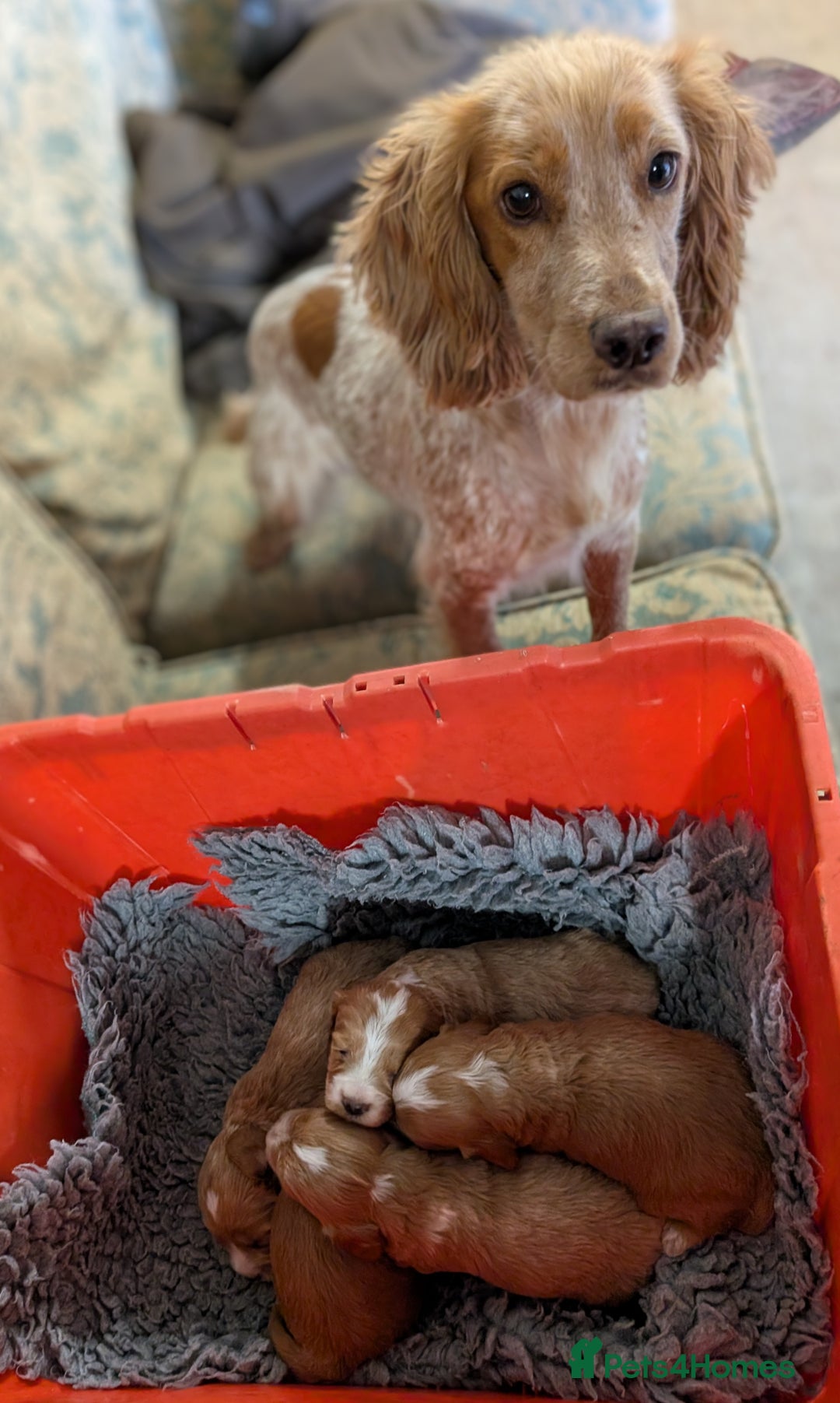 Cockapoo dogs for sale: Stunning red and golden F1 female cockapoo puppies - Image 11