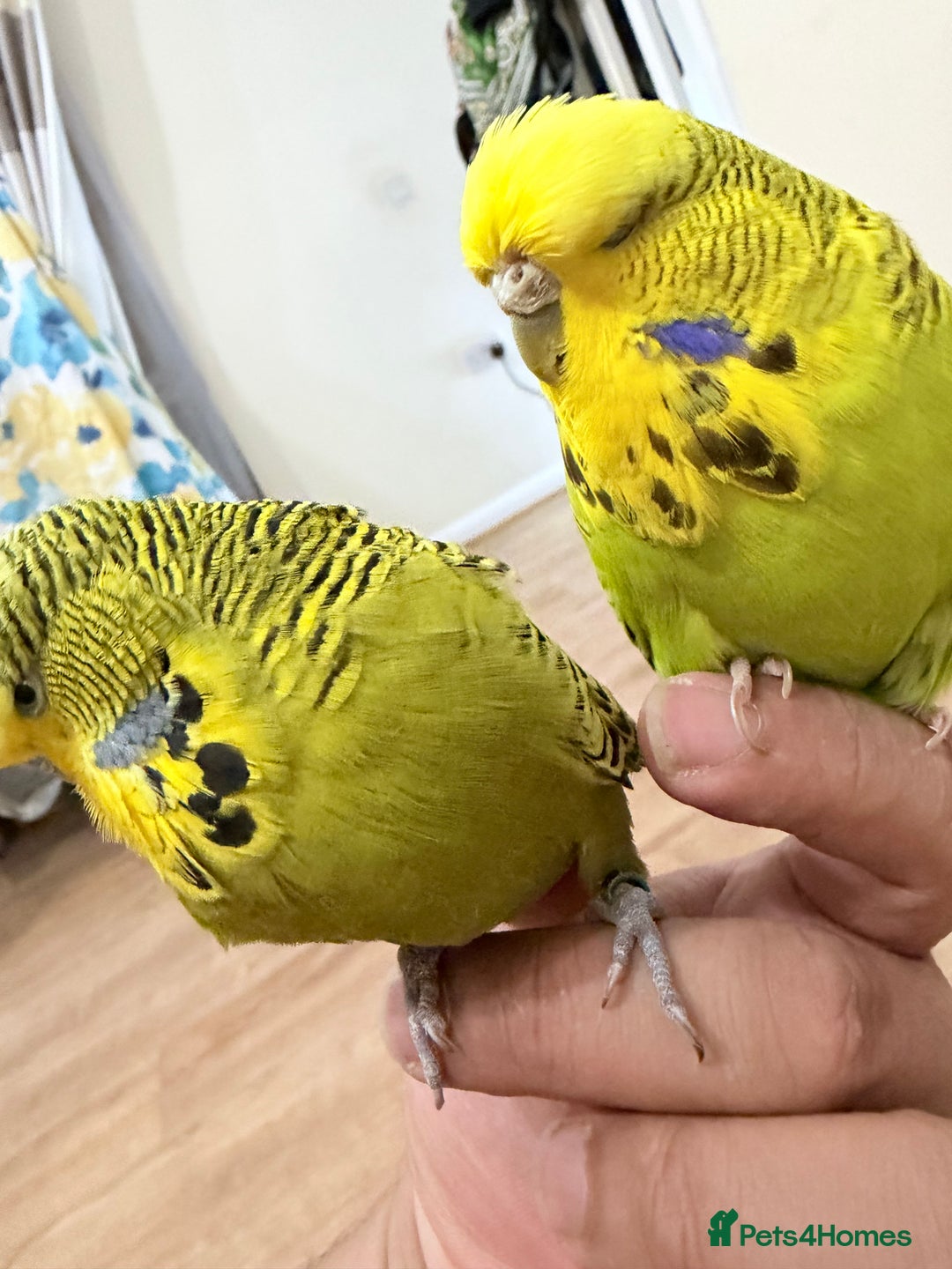 Budgerigars birds for sale: Budgies with cage - Advert 7