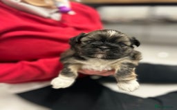 Lhasa Apso dogs for sale: Lhasa apso puppies  - Image 1