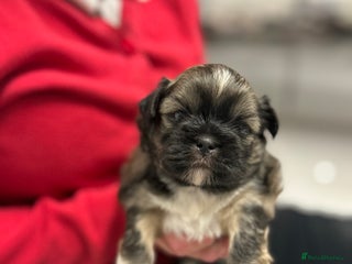 Lhasa Apso dogs for sale - Advert 1