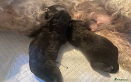 Maltipoo dogs for sale: 🩷Exceptional Maltipoo Ladies🩷 - Image 7