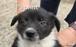 Border Collie dogs for sale:  Any farmers looking for working dogs? - Image 18