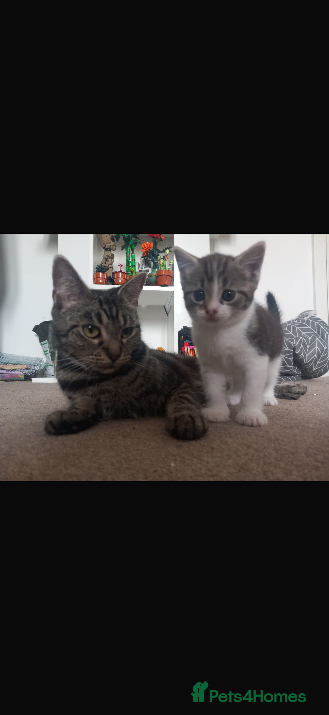 Mixed Breed cats for sale: Female Kitten For Sale - Image 3