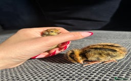 Mixed Breed birds for sale: 18 coturnix quail chicks  - Image 2