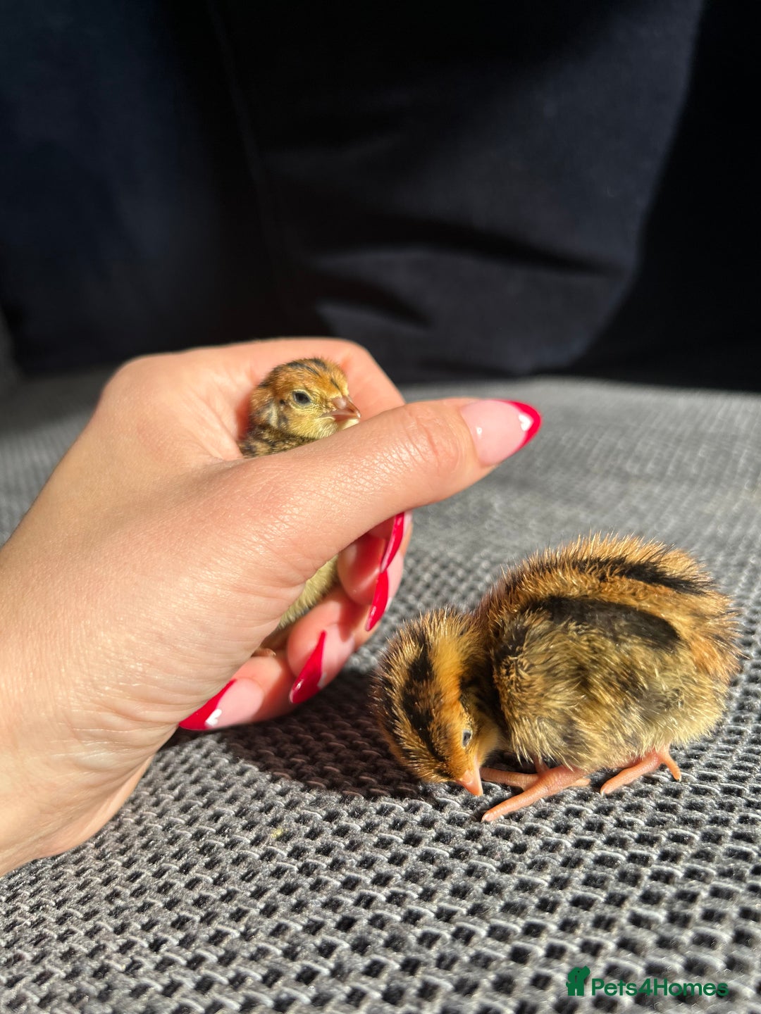 Mixed Breed birds for sale: 18 coturnix quail chicks  - Image 2