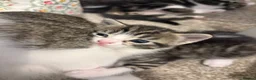 American Shorthair cats for sale: 4 Beautiful American Shorthair Kittens  - Advert 6