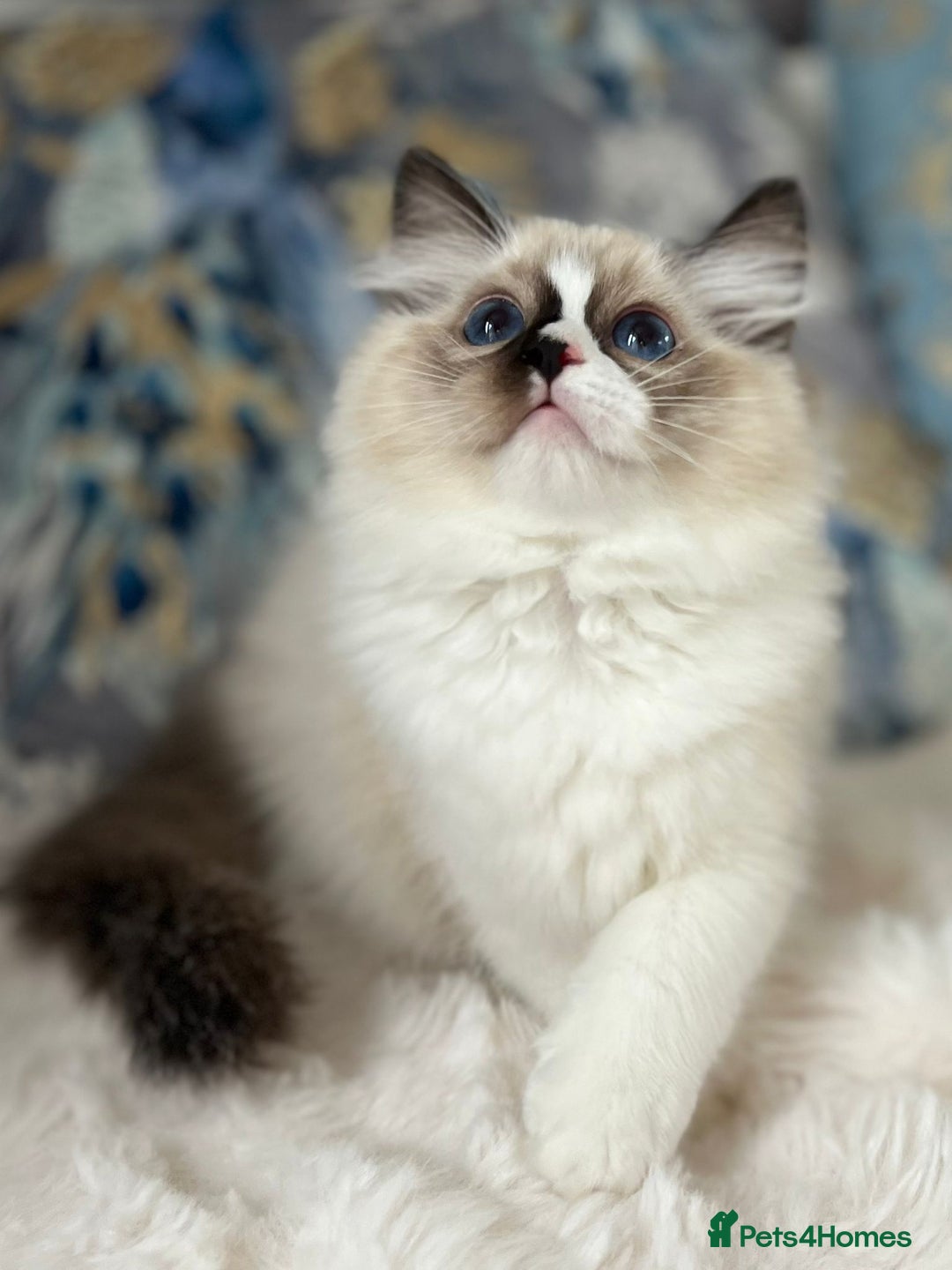 Ragdoll cats for sale: Beautiful Bicolour Ragdoll Kittens Home Raised, in Castleford - Image 13