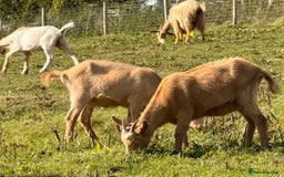 Goats livestock for sale: Royal Golden Guernsey nannies, wether, billy - Image 11