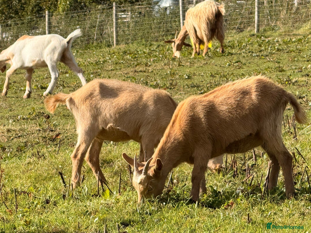 Goats livestock for sale: Royal Golden Guernsey nannies, wether, billy - Image 11
