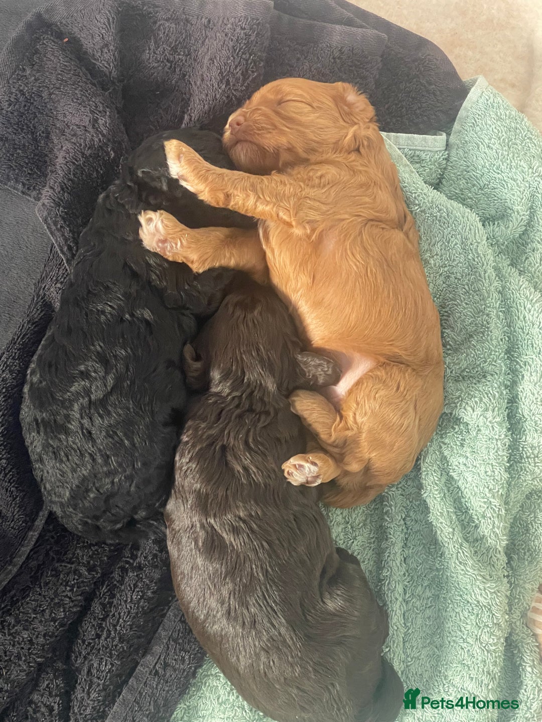Cockapoo dogs for sale: STUNNING F2 cockapoo puppies for sale  - Advert 10