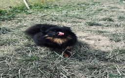 Pomeranian dogs for sale: 1.5 year old female Russian Pomeranian  - Image 7
