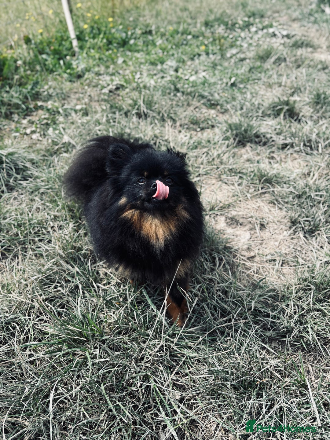 Pomeranian dogs for sale: 1.5 year old female Russian Pomeranian  - Image 7