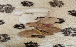 Australian Labradoodle dogs for sale: STUNNING FULLY HEALTH TESTED PUPPIES 🌟🐾 - Image 35