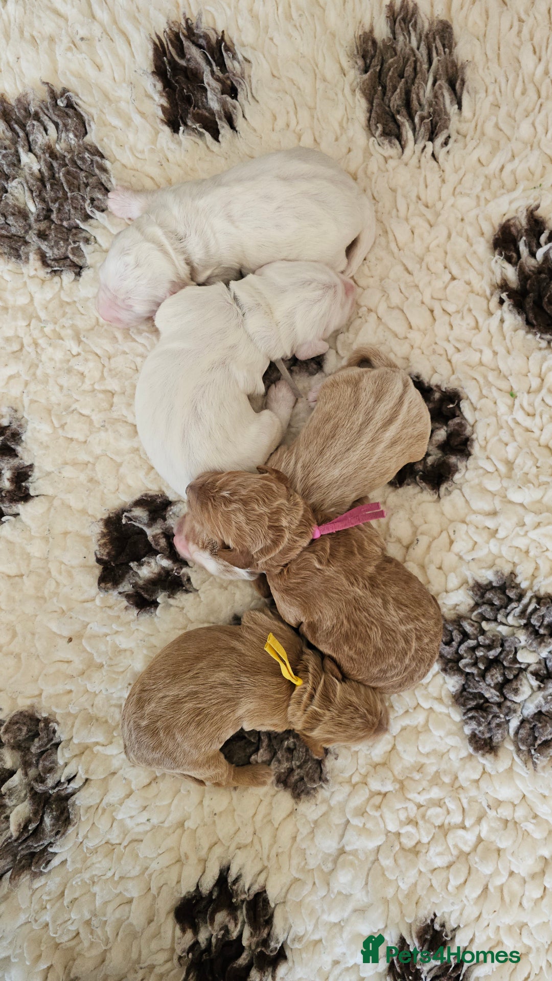 Australian Labradoodle dogs for sale: STUNNING FULLY HEALTH TESTED PUPPIES 🌟🐾 - Image 35