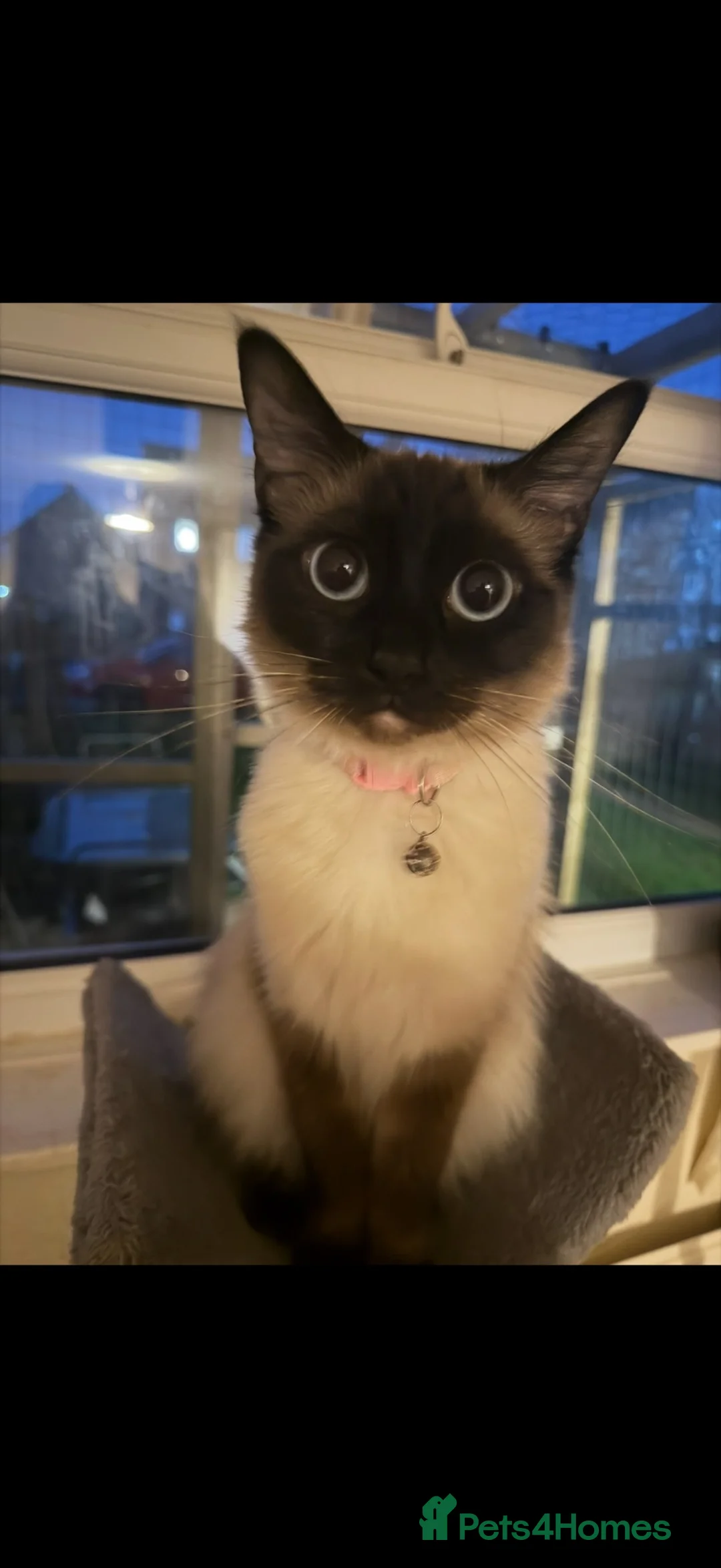 Ragdoll cats for sale: Tinker the ragdoll - Advert 2